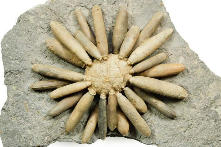 Jurassic Club Urchin (Asterocidaris) - Boulemane, Morocco #365365